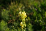 IMG_2047.jpg