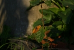 IMG_2053.jpg