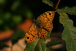 IMG_2054.jpg
