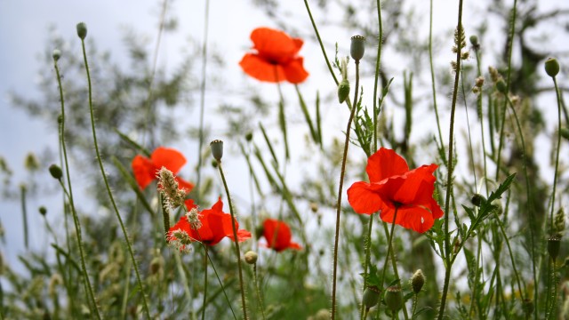 cropped-IMG_3137.jpg